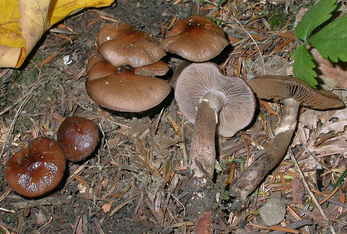 Quiz...di media difficolt�